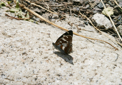 Limenitis helmanni