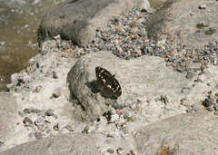 Limenitis helmanni