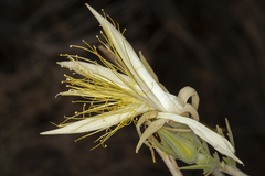 Mentzelia laevicaulis