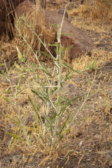 Mentzelia laevicaulis