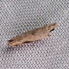 Hypatima