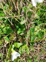 Viola lanceolata