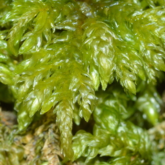 Thamnobryum alleghaniense