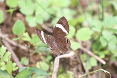 Abisara fylla