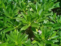 Myoporum crassifolium