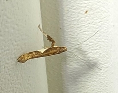 Caloptilia stigmatella