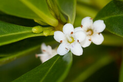 Myoporum crassifolium
