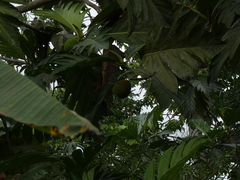 Artocarpus altilis
