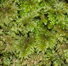 Thamnobryum alleghaniense