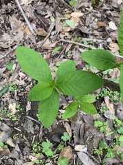 Oemleria cerasiformis