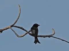 Dicrurus adsimilis
