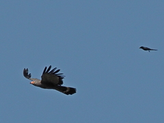 Polyboroides typus