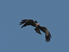 Polyboroides typus