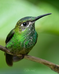 Heliodoxa leadbeateri