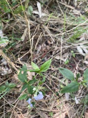 Pseuderanthemum variabile