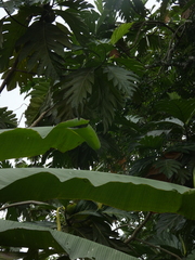 Artocarpus altilis