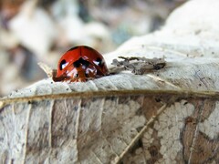 Harmonia dimidiata