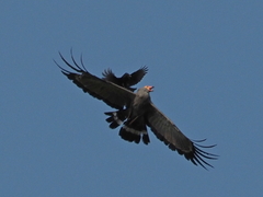 Polyboroides typus
