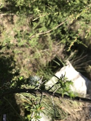 Kunzea ambigua