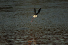 Himantopus mexicanus