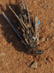 Lepidoptera