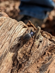 Sphaeroderus