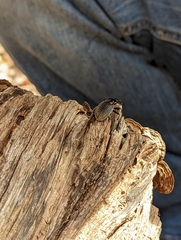 Sphaeroderus