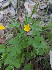 Oxalis pilosa
