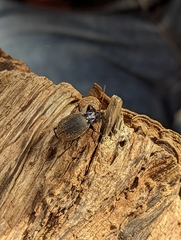 Sphaeroderus