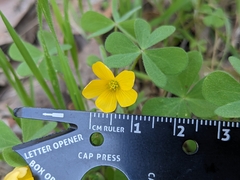 Oxalis pilosa