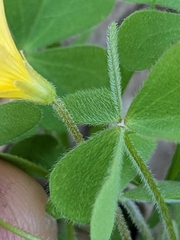 Oxalis pilosa