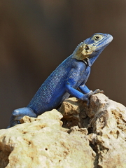 Agama mucosoensis