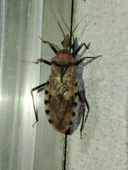 Panstrongylus geniculatus