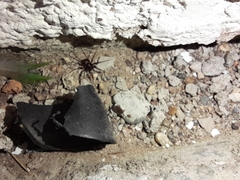 Leprolochus birabeni