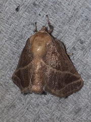 Natada fusca