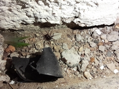 Leprolochus birabeni