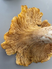 Cantharellus californicus