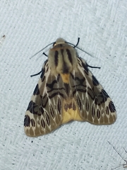 Hypercompe nemophila