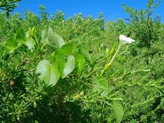 Ipomoea violacea