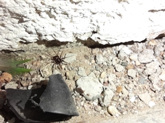 Leprolochus birabeni