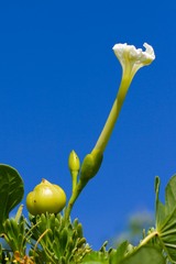 Ipomoea violacea