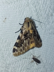 Hypercompe nemophila