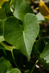 Ipomoea violacea