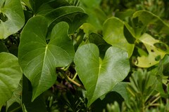 Ipomoea violacea