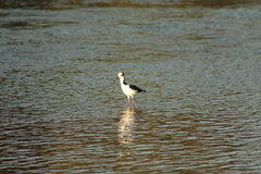 Himantopus mexicanus