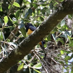 Trogon caligatus