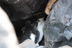 Eudyptes pachyrhynchus