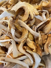 Cantharellus californicus