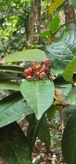 Ixora congesta