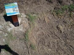 Sporobolus virginicus